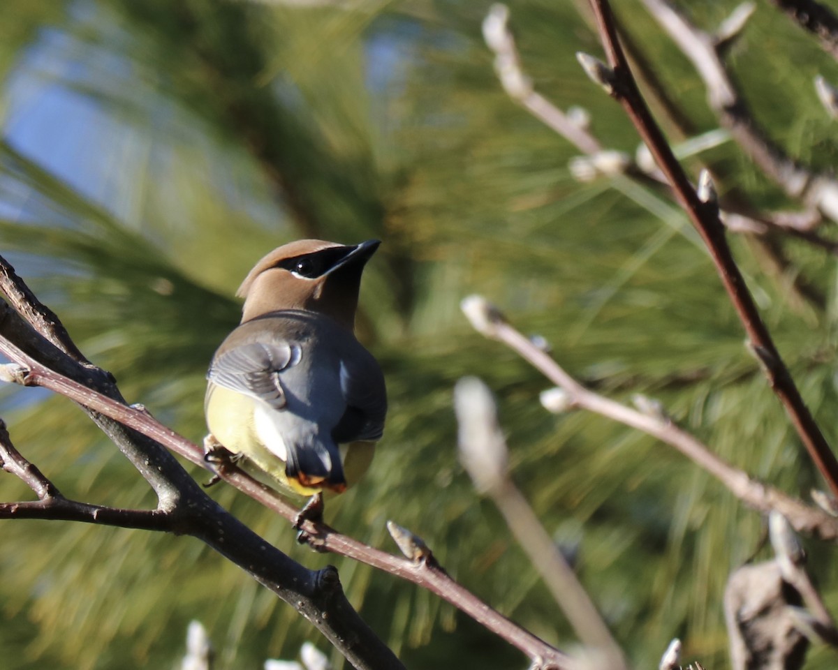 brkoslav americký - ML646975046