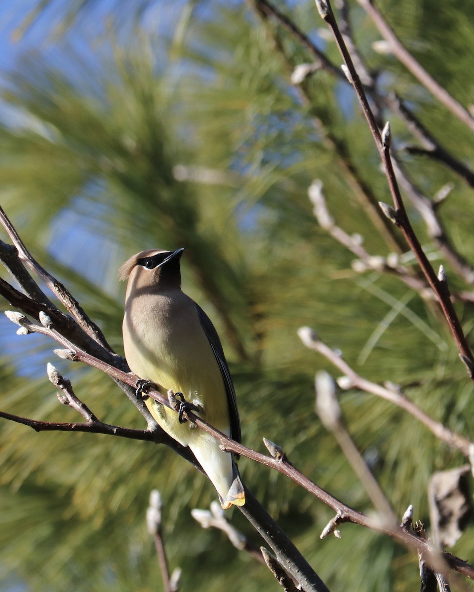 brkoslav americký - ML646975047