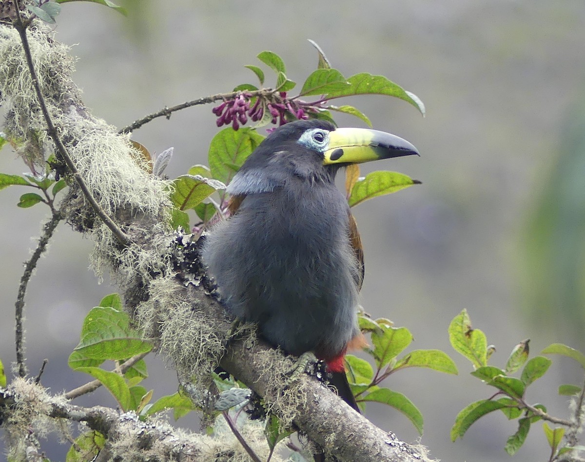 Hooded Mountain-Toucan - ML646975049