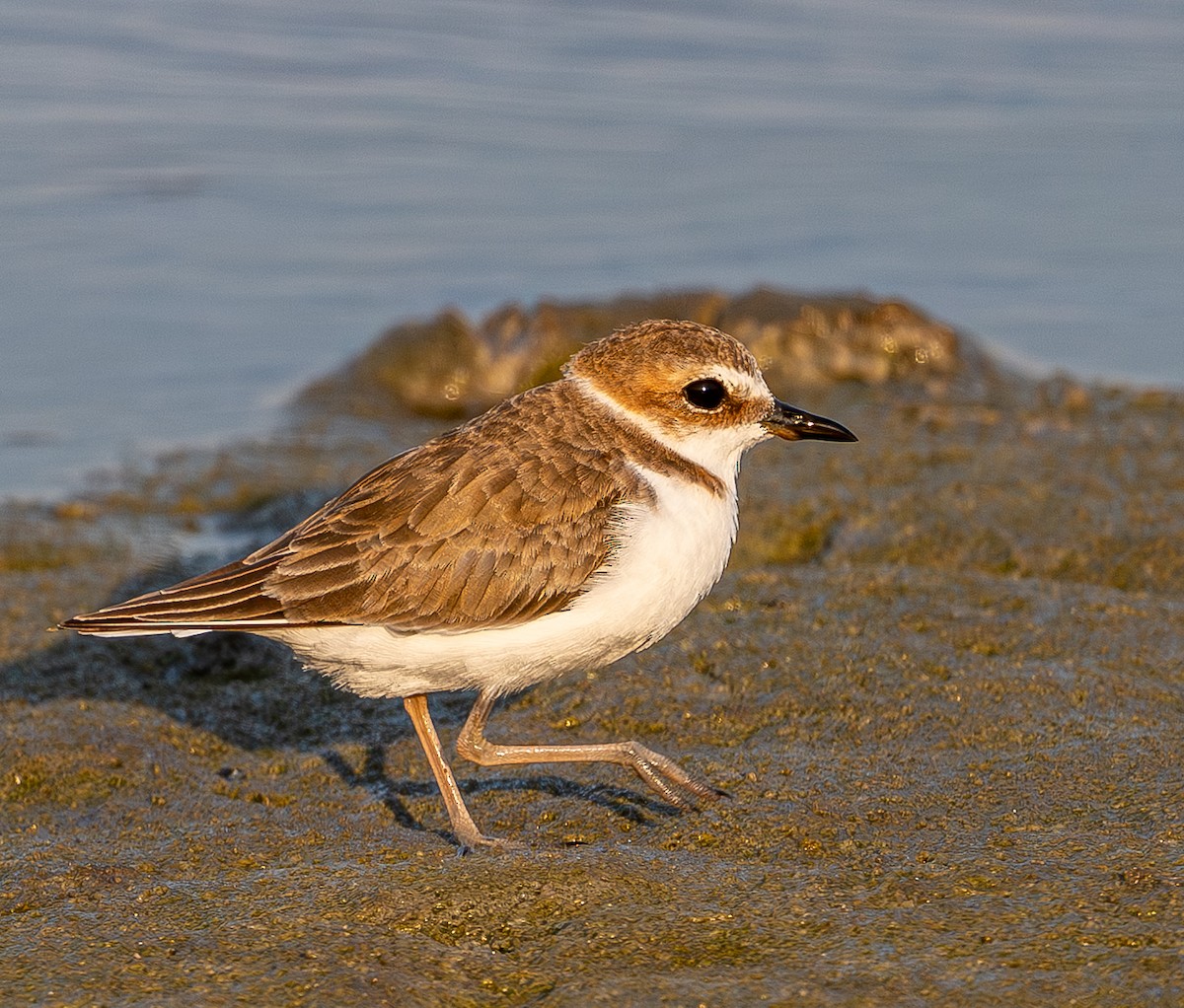 Cava Cılıbıtı - ML646975050