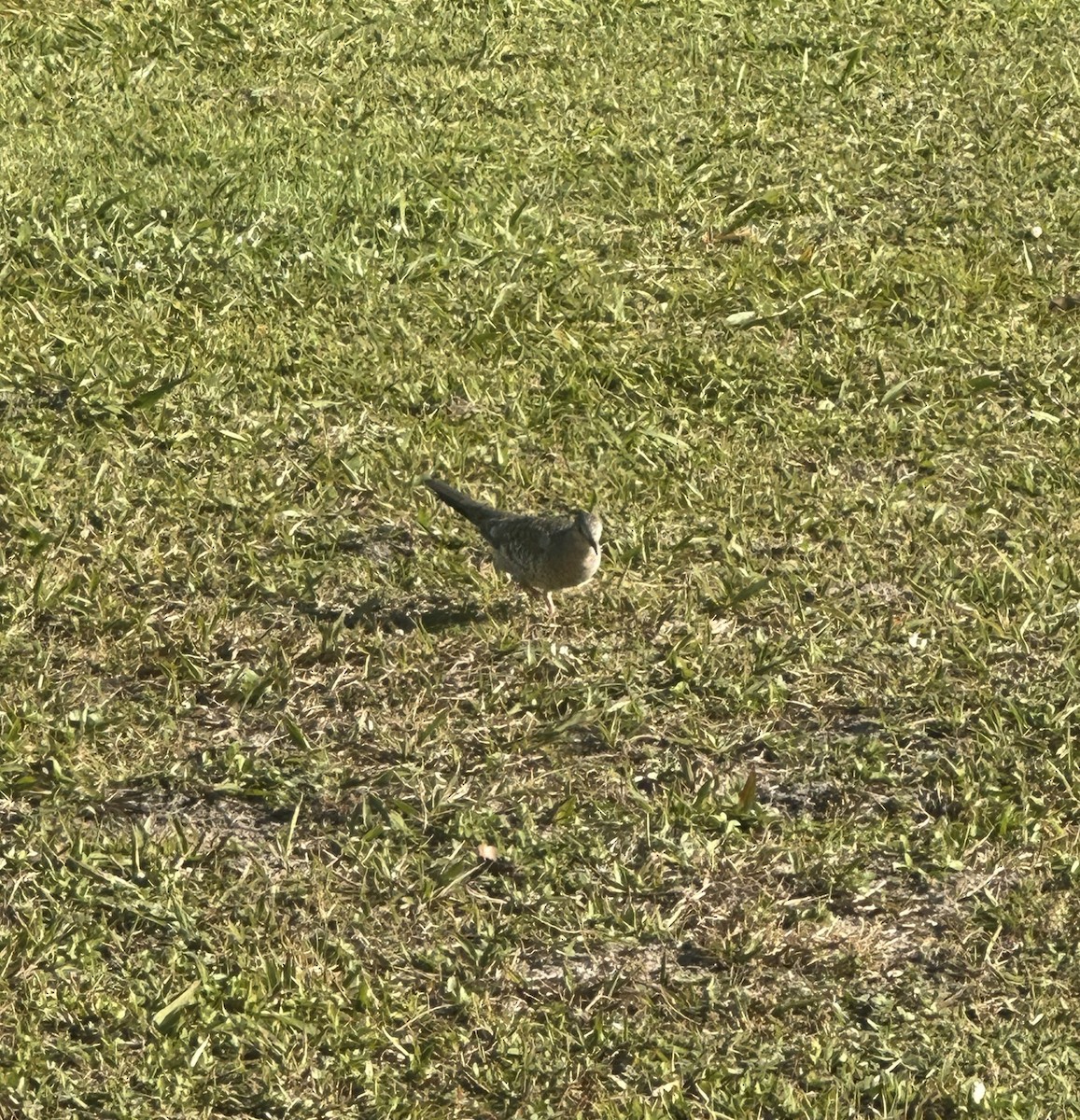 Pullu Serçe Kumrusu - ML646975051