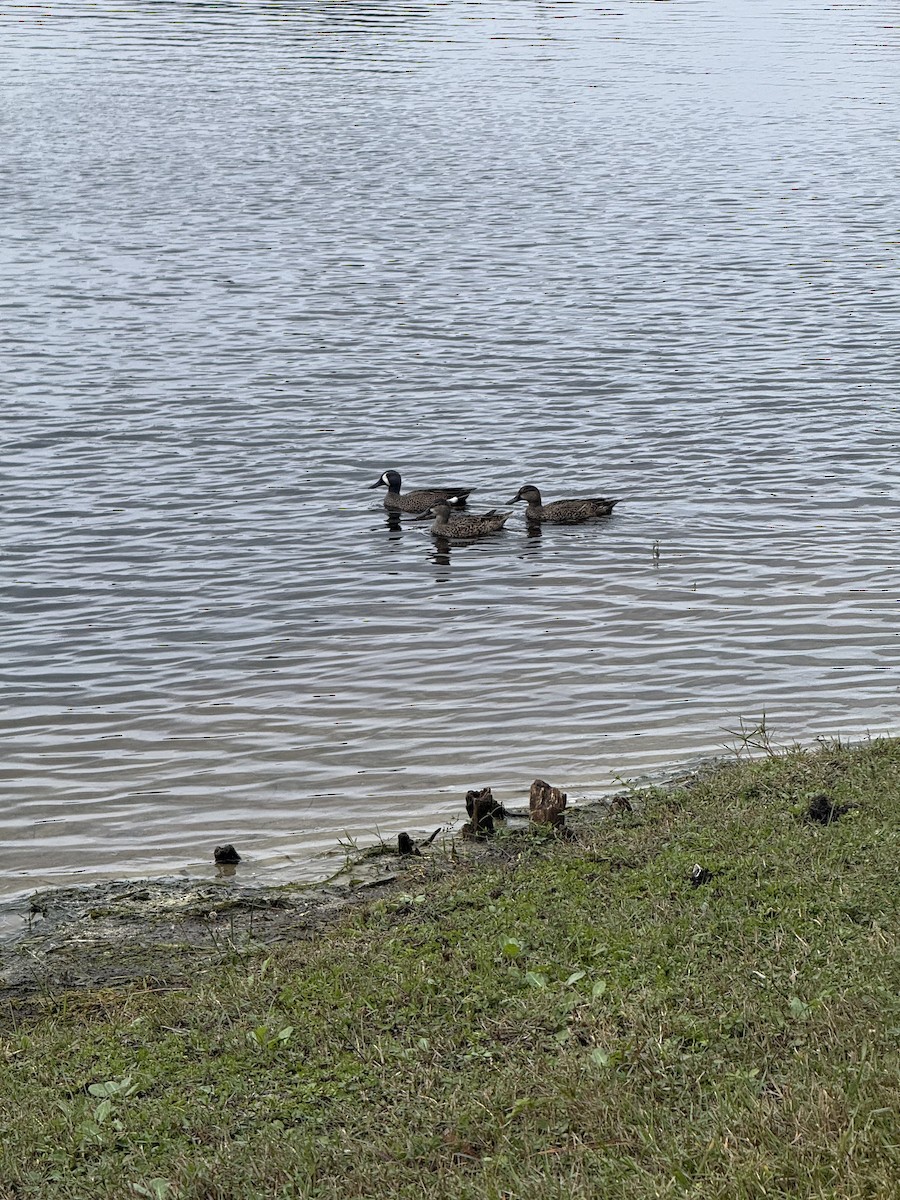 Sarcelle à ailes bleues - ML646975052