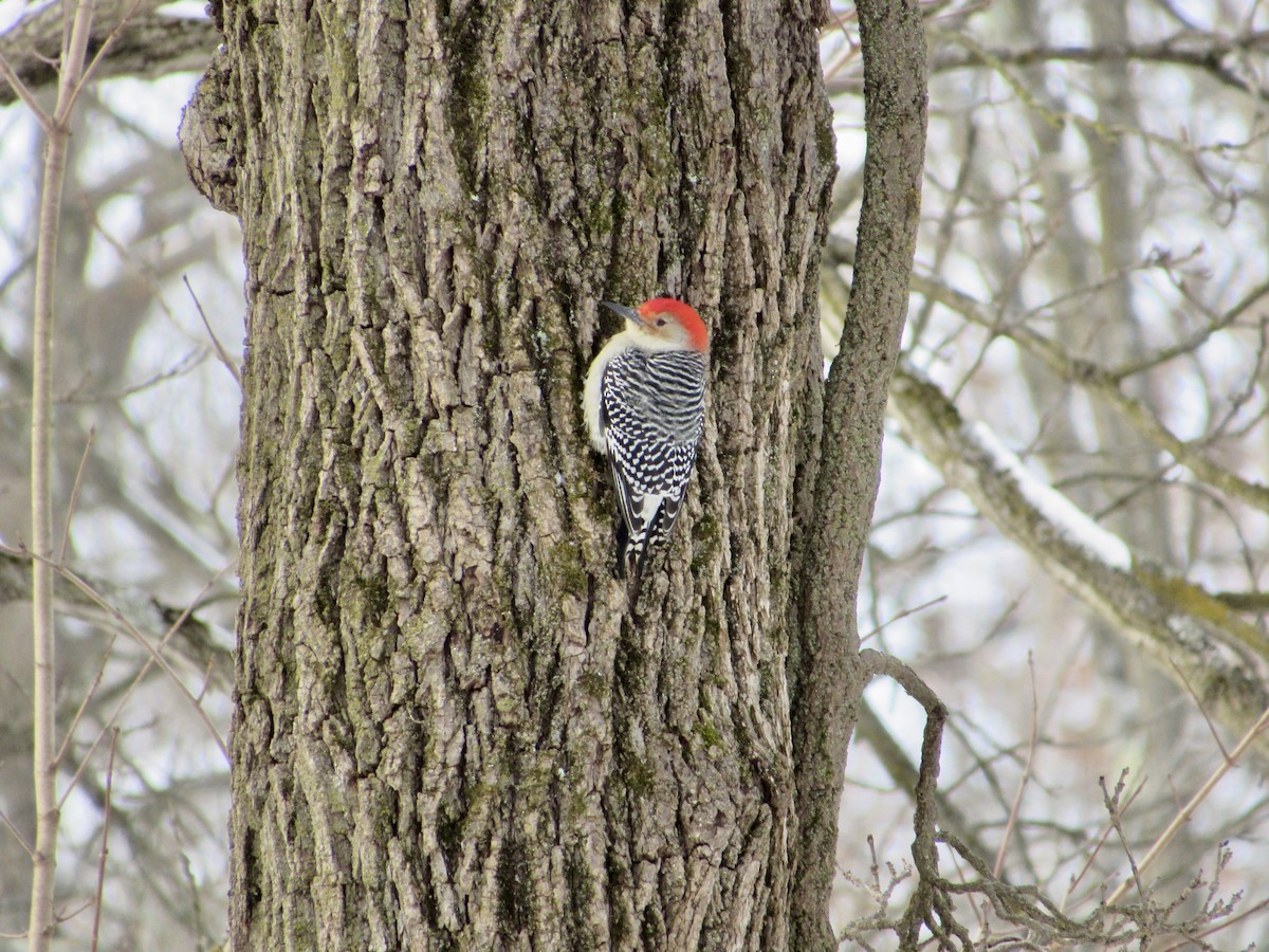 Red-bellied Woodpecker - ML646975058