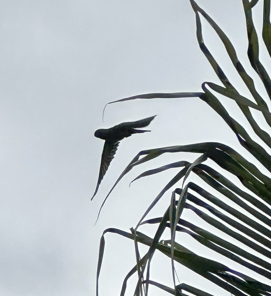 Altın Alınlı Papağan - ML646975060