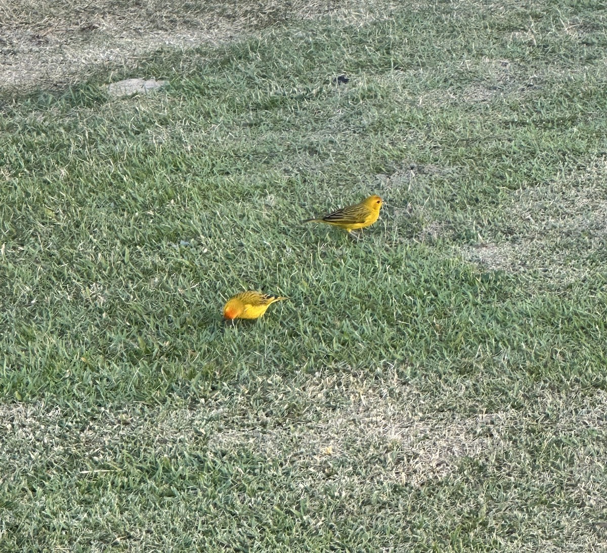 Safran İspinozu - ML646975068