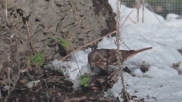 Fox Sparrow - ML646975069