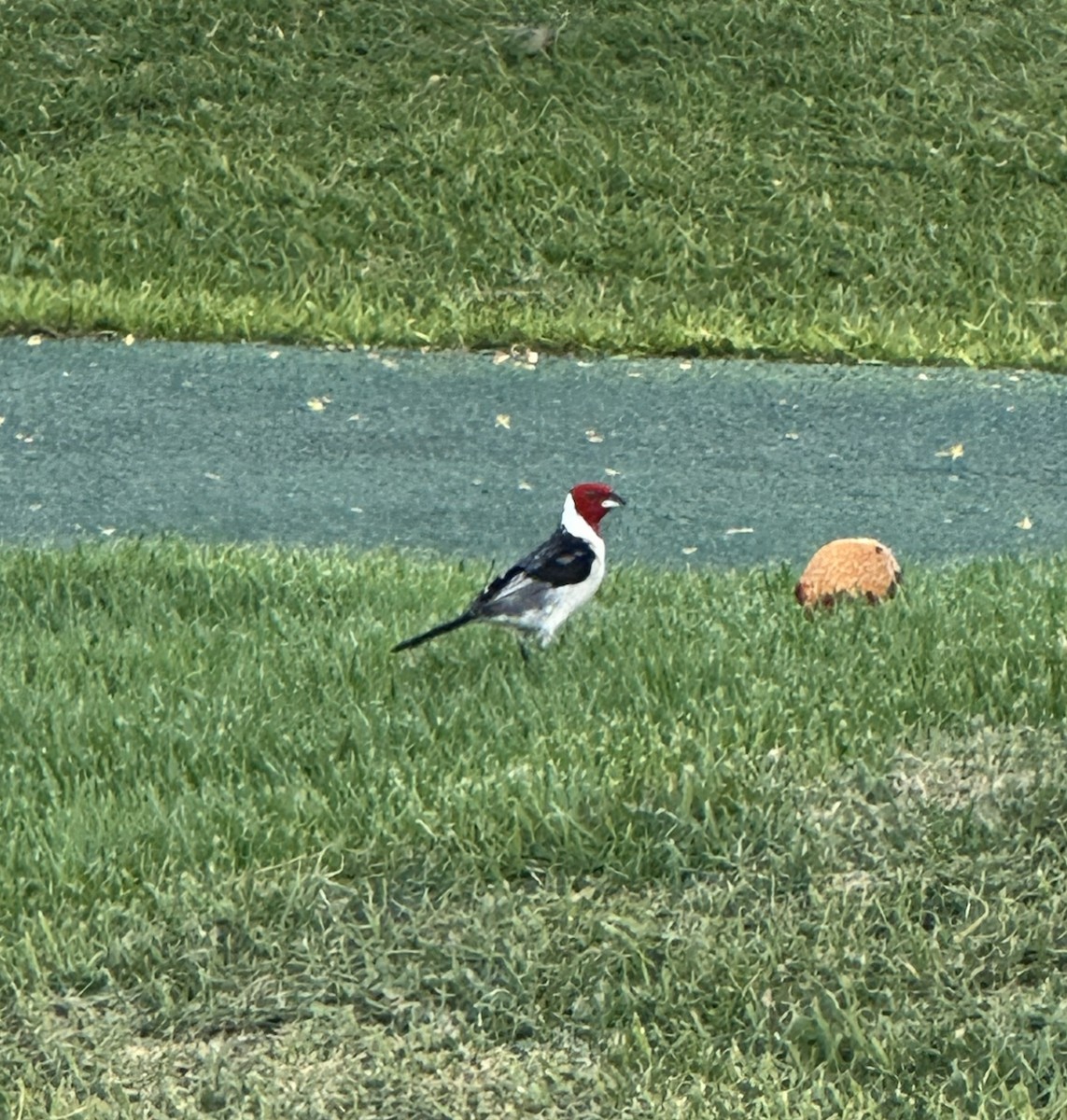 Dominika Kardinalı - ML646975072