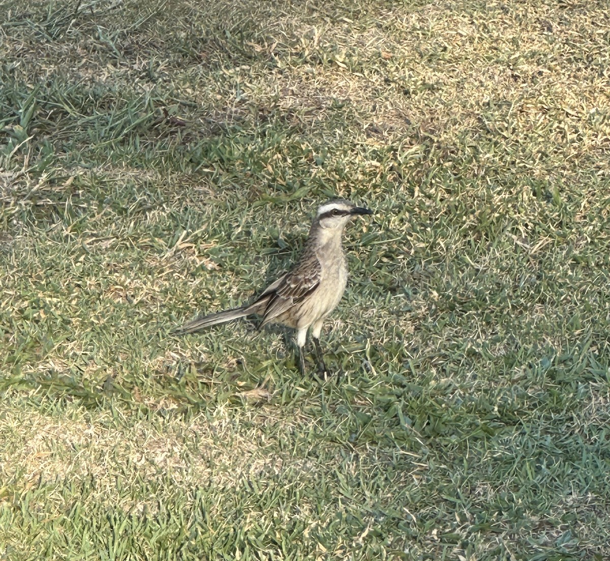 Kampo Taklitçisi - ML646975076