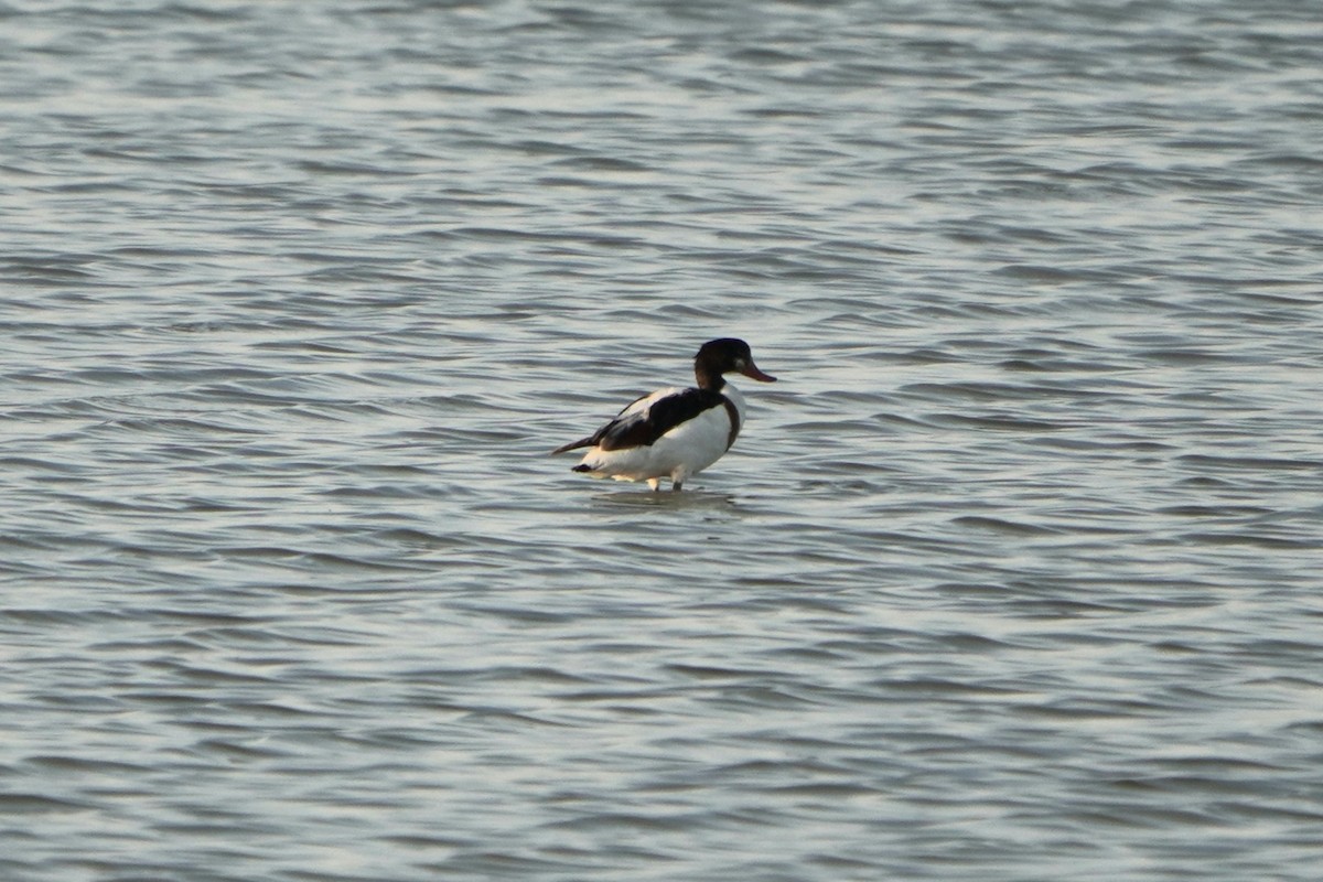 Paita arrunta - ML646975078