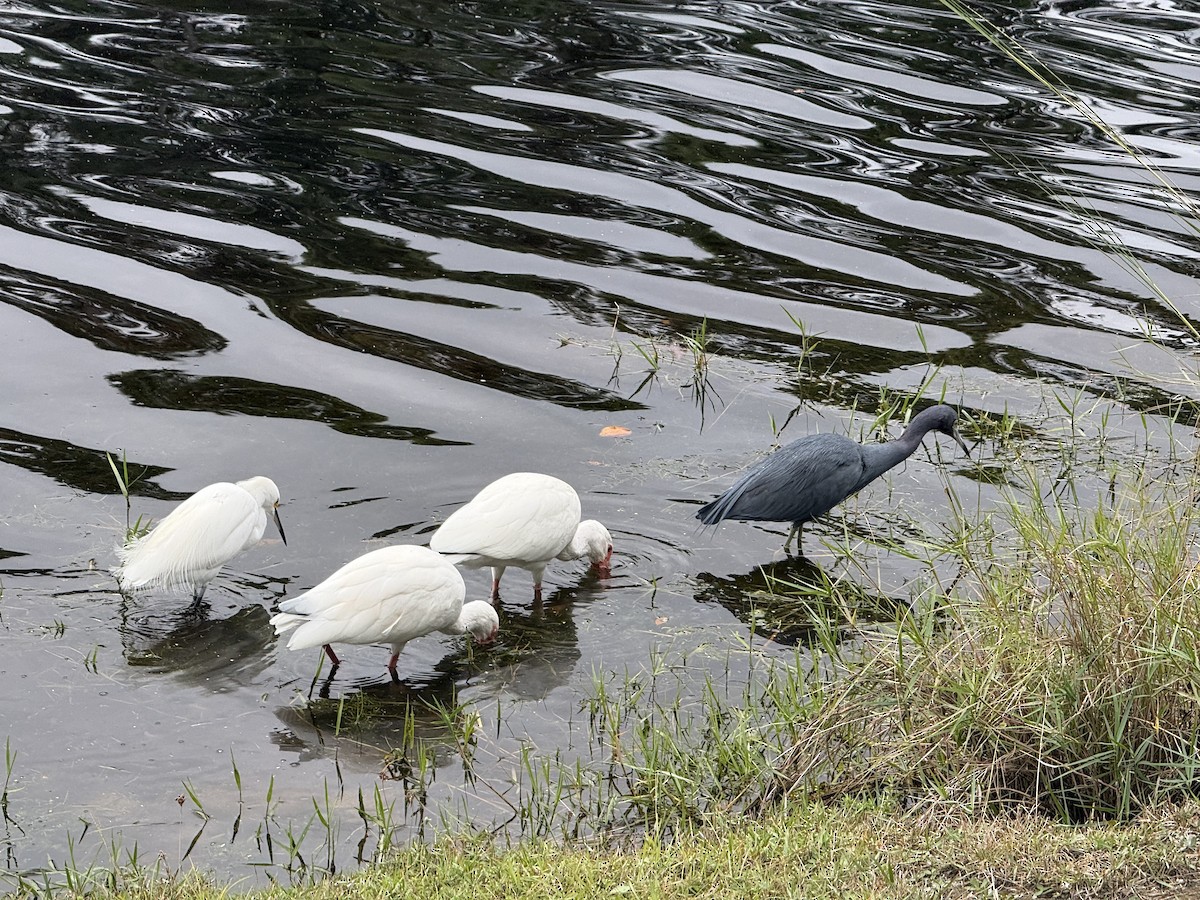 Ibis blanc - ML646975079