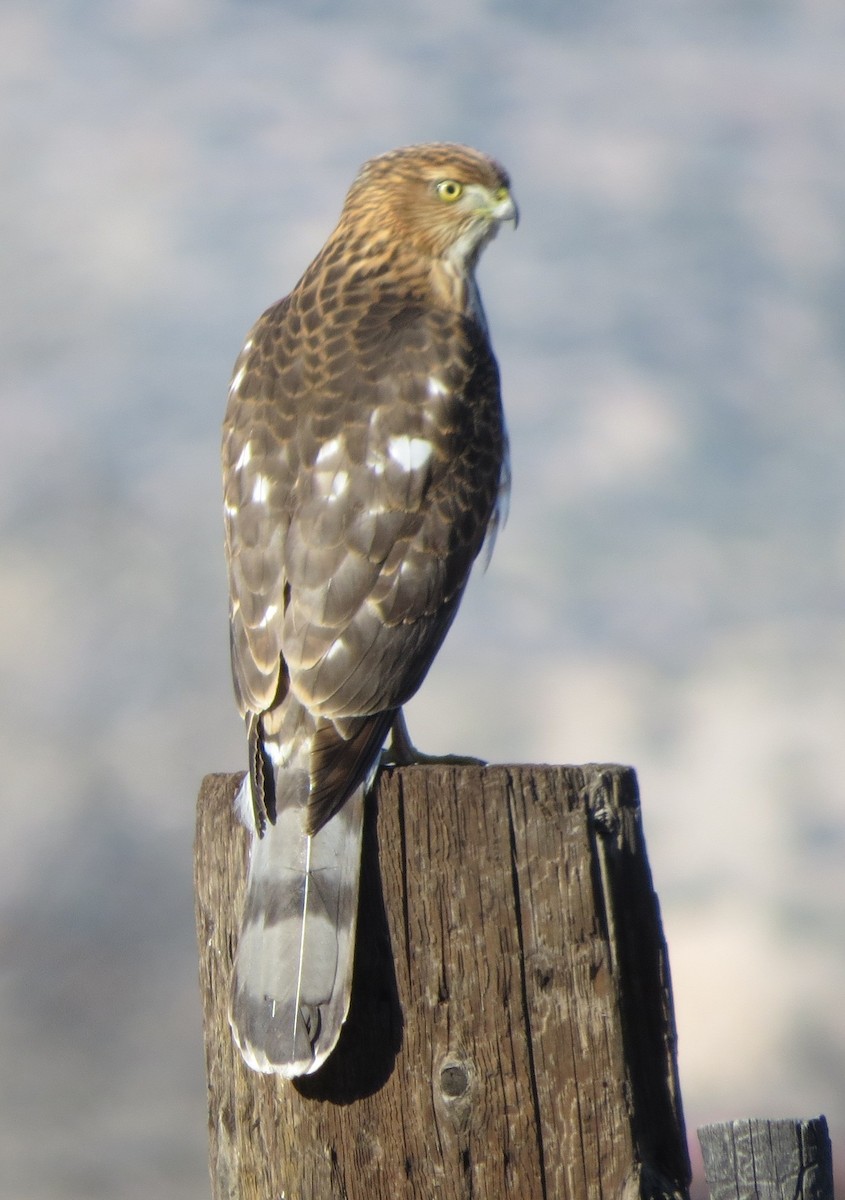 Cooper's Hawk - ML646975080