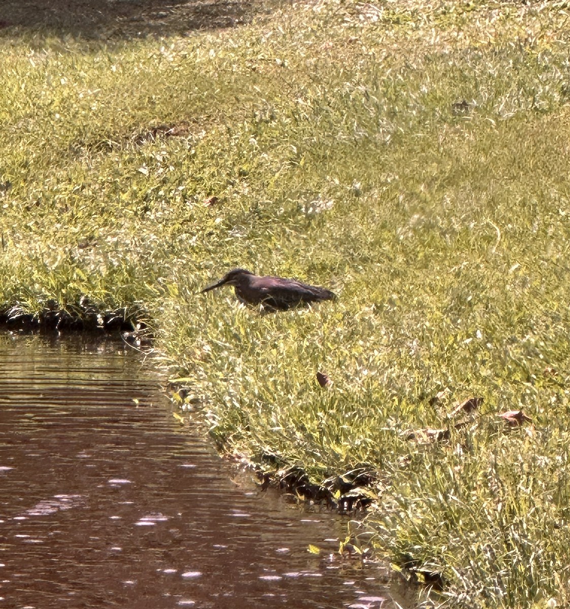 Tropikal Yeşil Balıkçıl - ML646975083