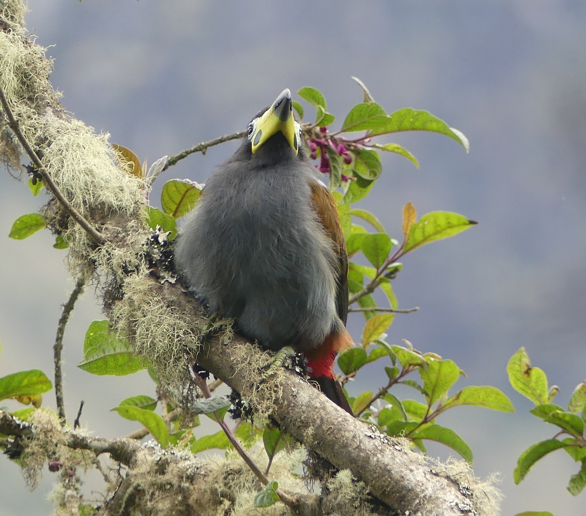 Hooded Mountain-Toucan - ML646975085