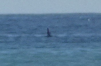 Balearic Shearwater - ML646975088