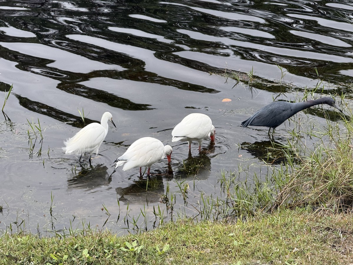 Aigrette neigeuse - ML646975092