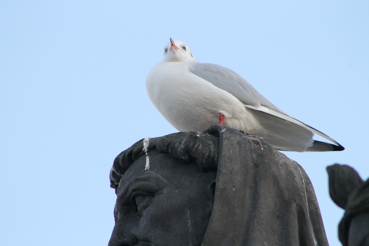 Black-headed Gull - ML646975096