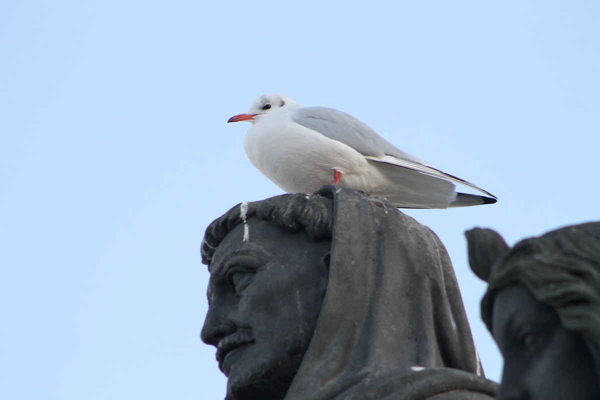 Black-headed Gull - ML646975100
