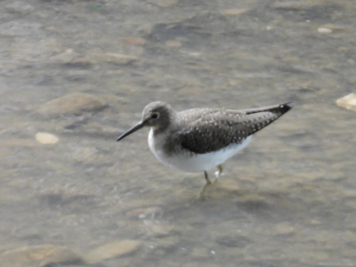 Solitary Sandpiper - ML646975102