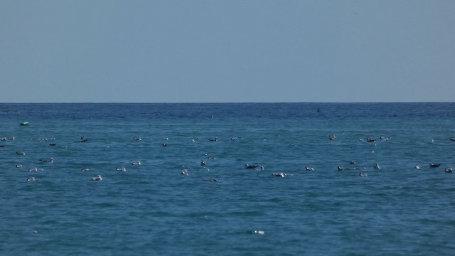 Balearic Shearwater - ML646975106