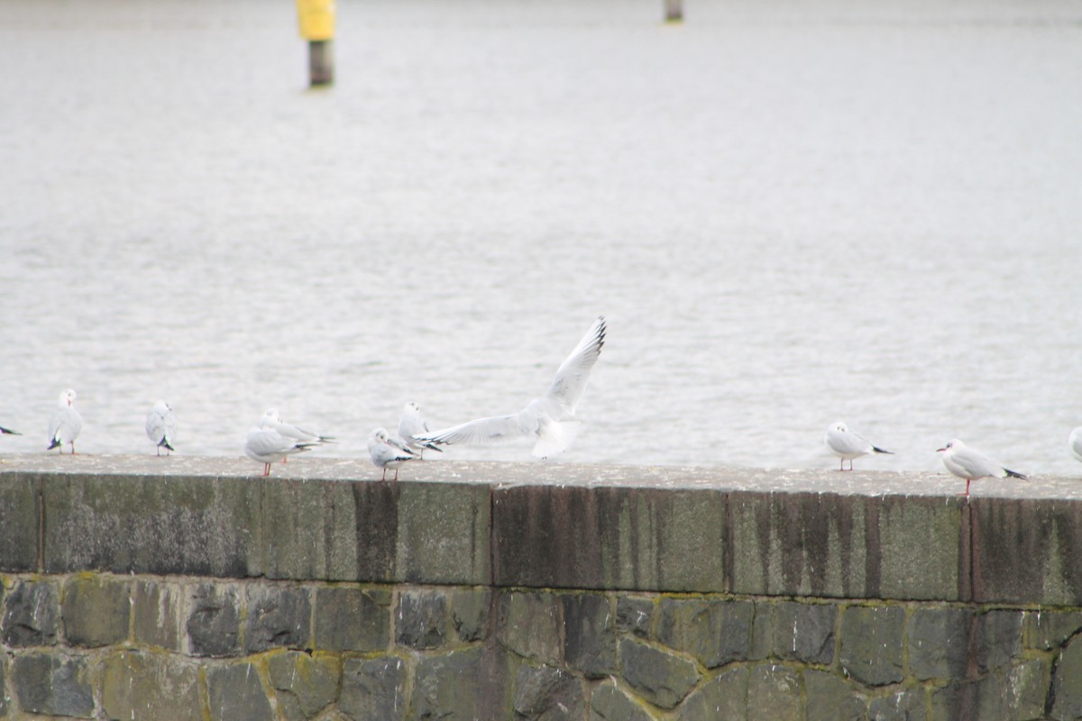 Black-headed Gull - ML646975108