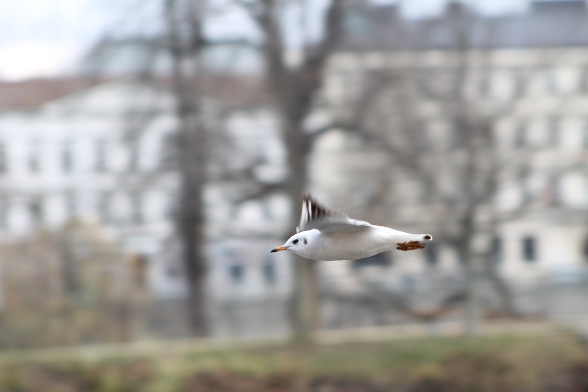 Black-headed Gull - ML646975109