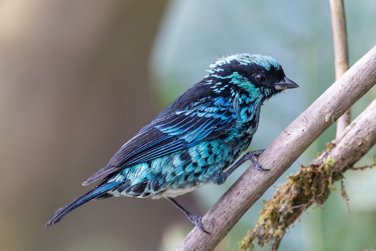 Beryl-spangled Tanager - ML646975110