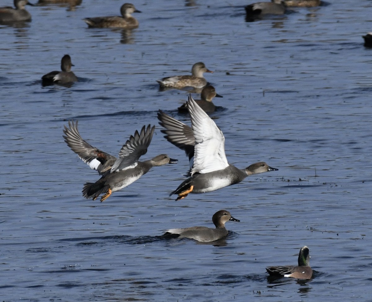Gadwall - ML646975111