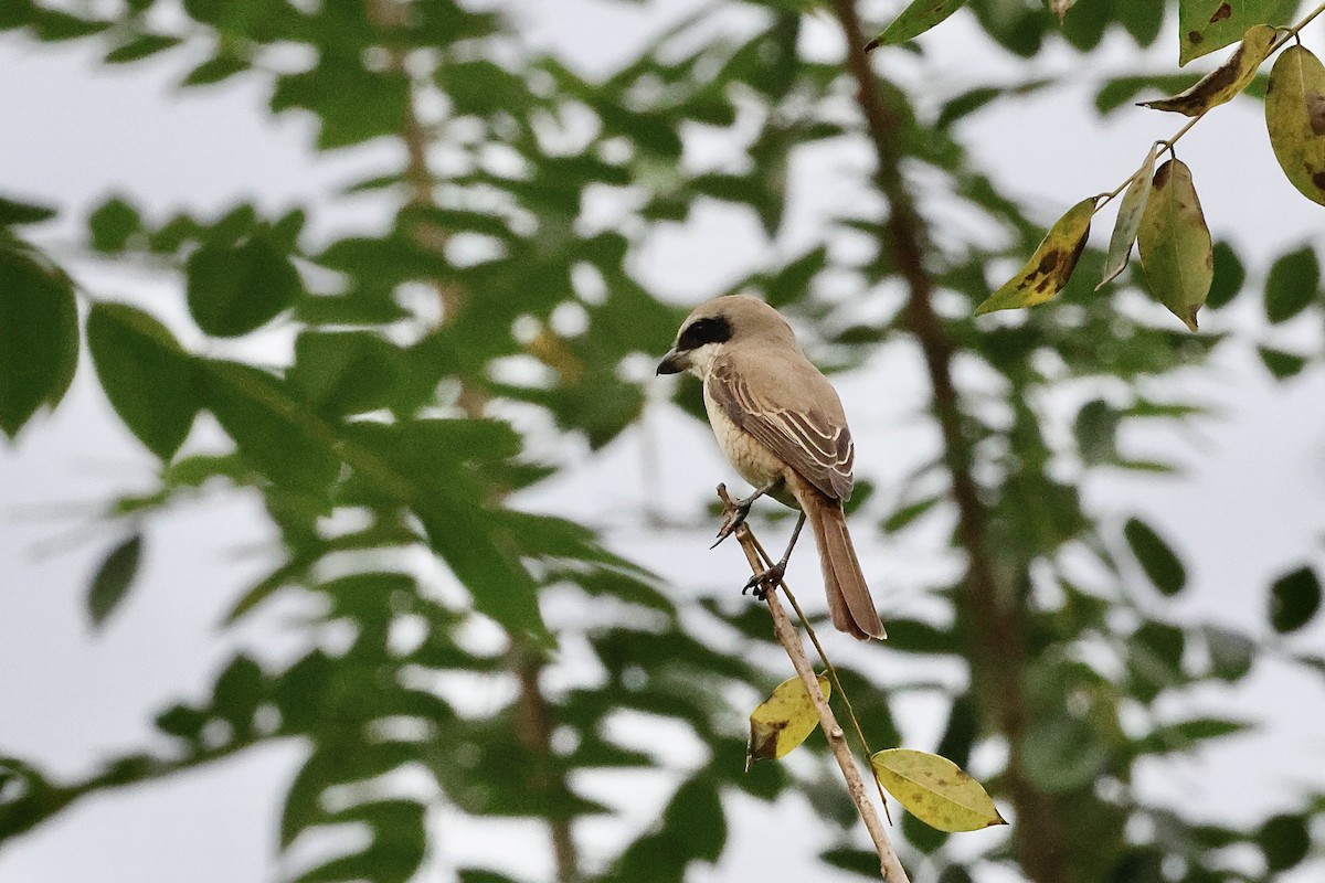 Brown Shrike - ML646975113