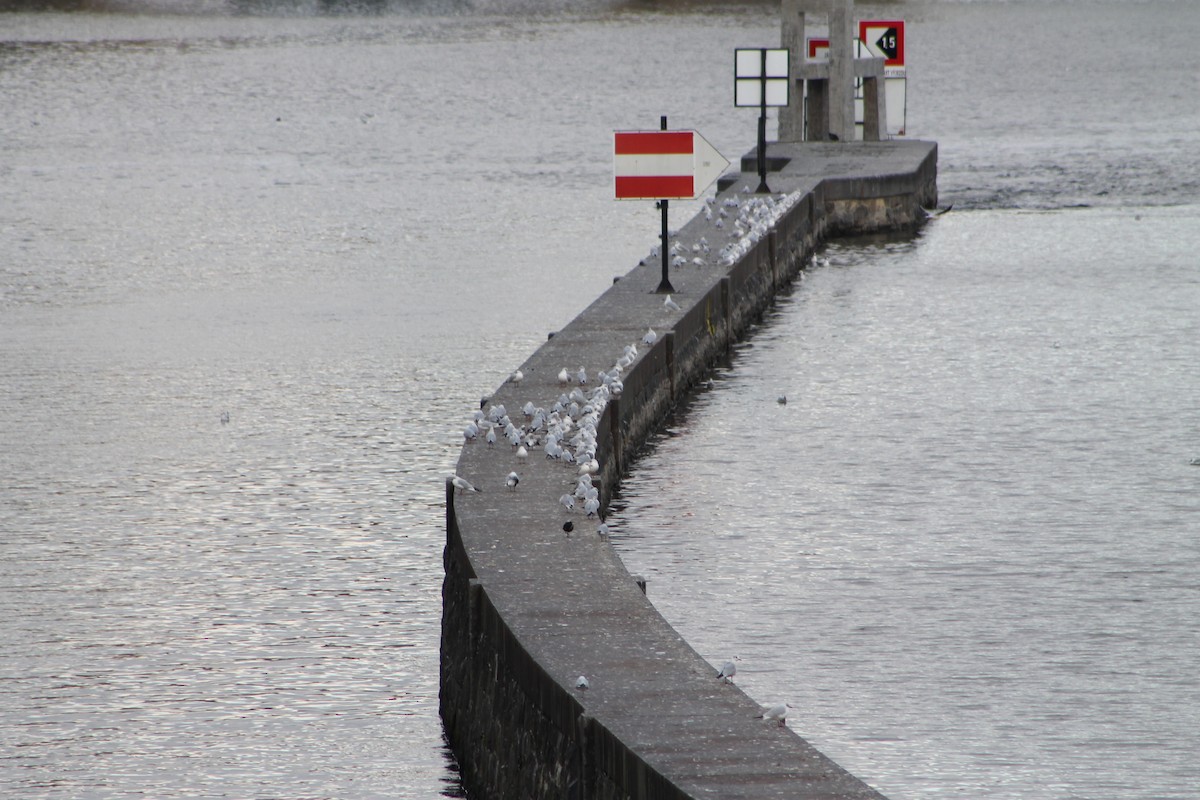 Black-headed Gull - ML646975114