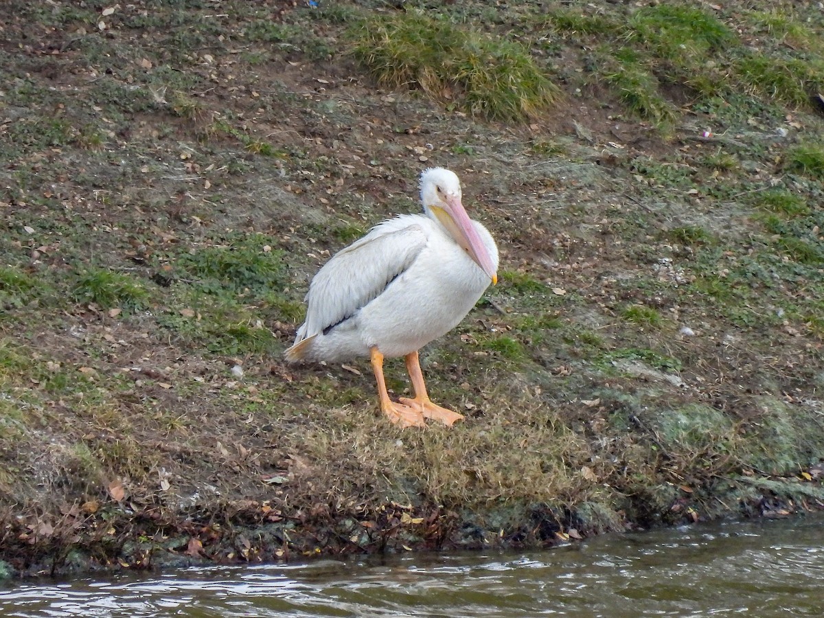 American White Pelican - ML646975119