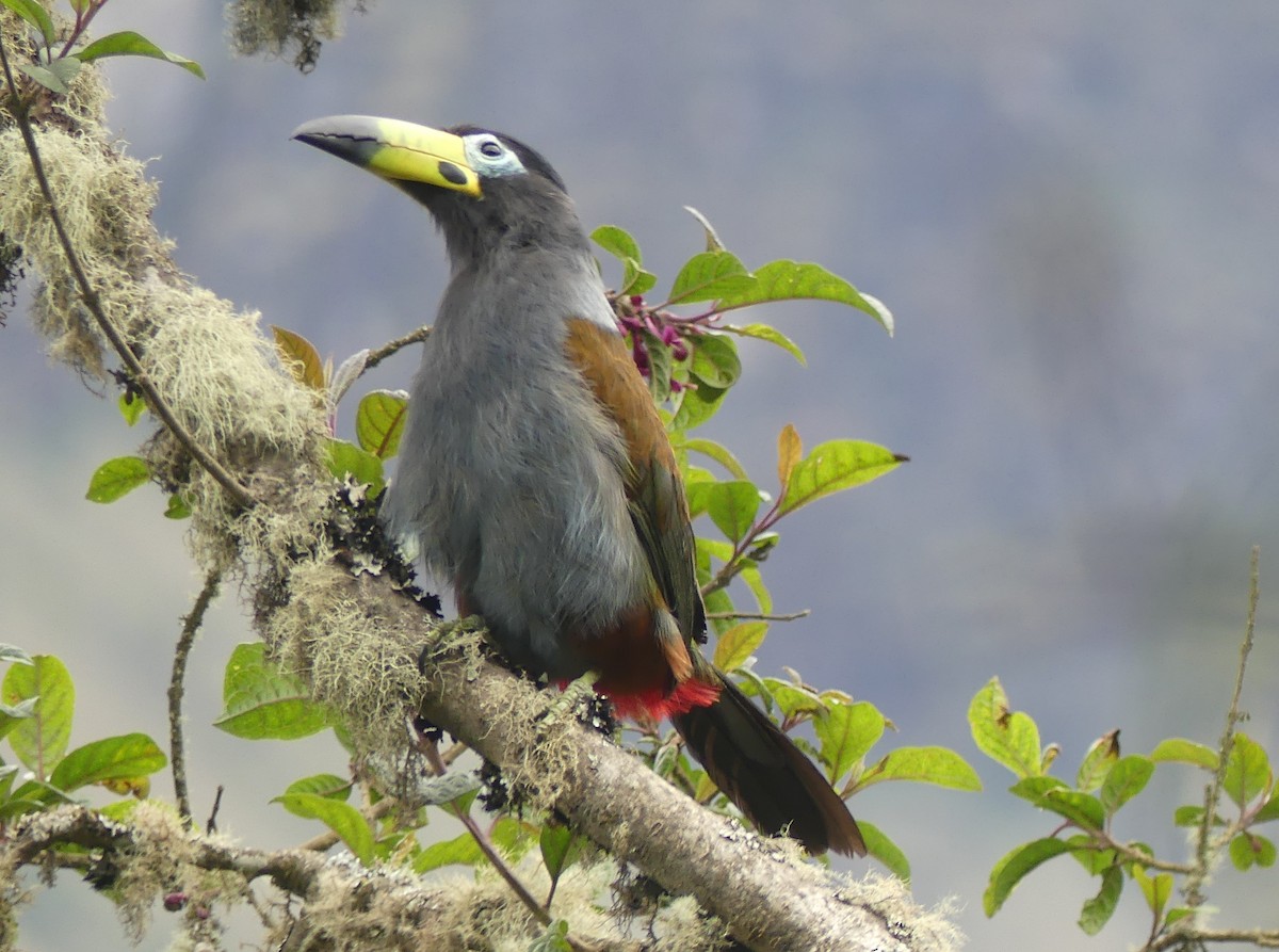 Hooded Mountain-Toucan - ML646975120