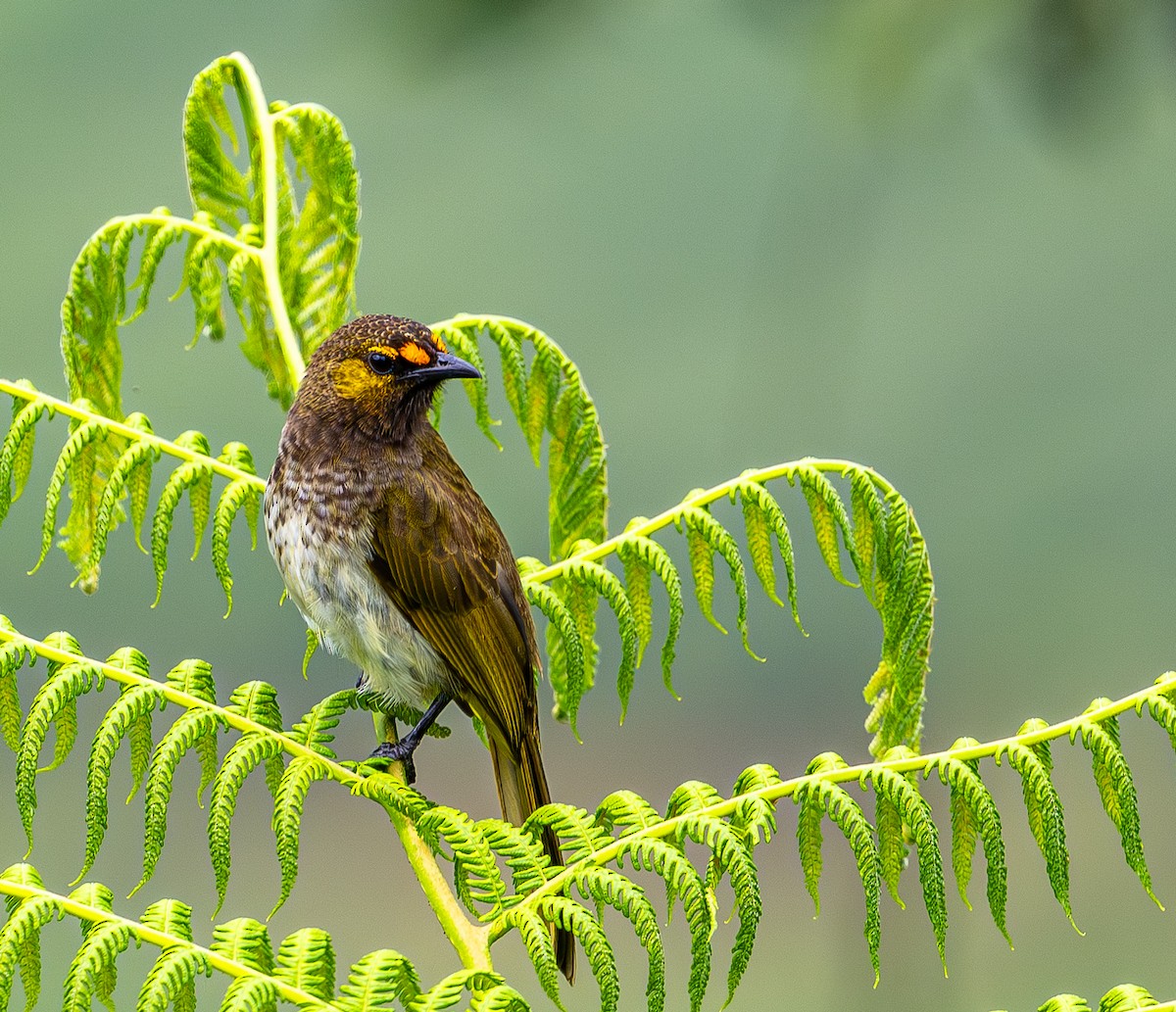 Orange-spotted Bulbul - ML646975121