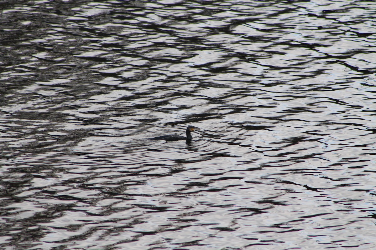 Great Cormorant - ML646975122