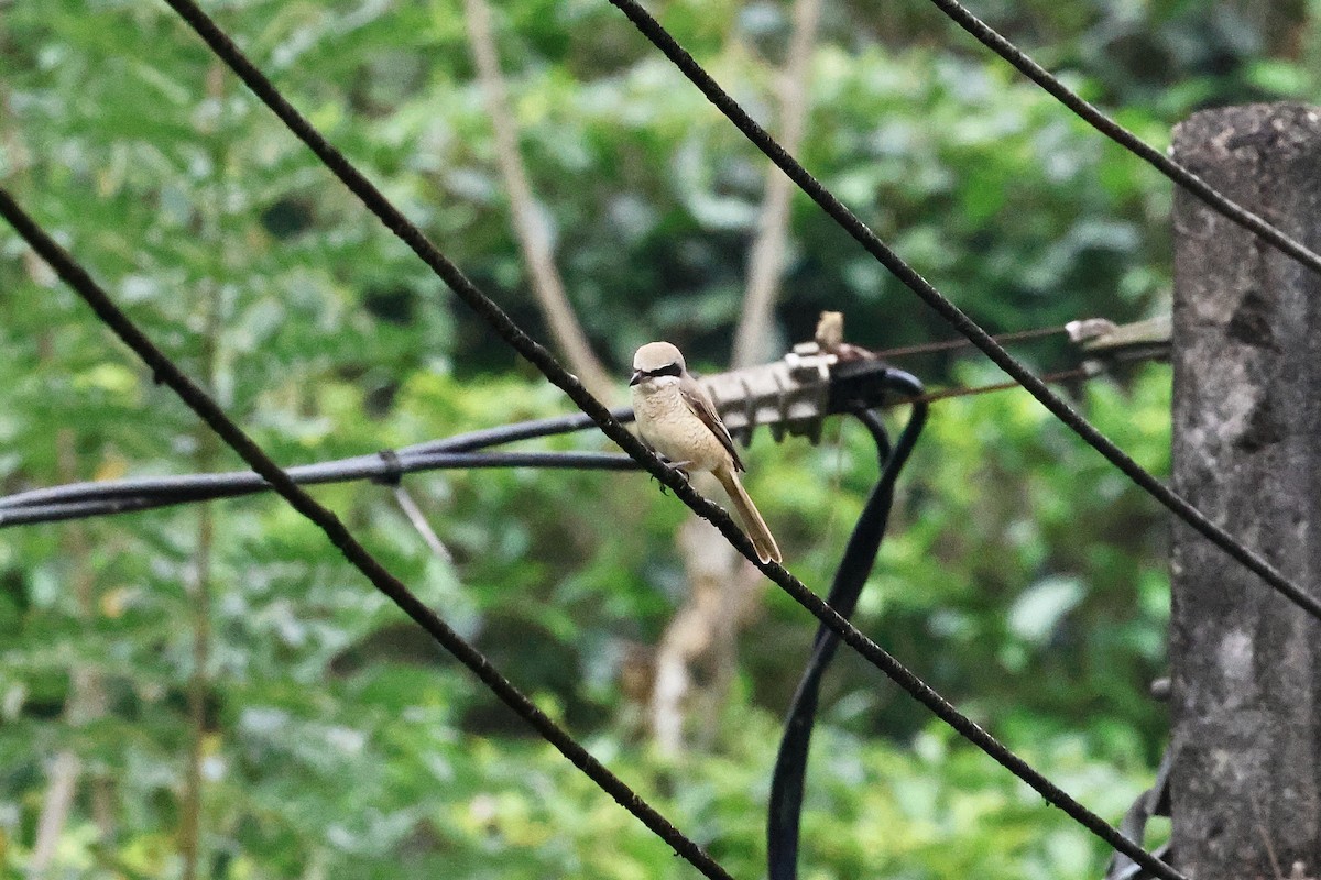 Brown Shrike - ML646975123
