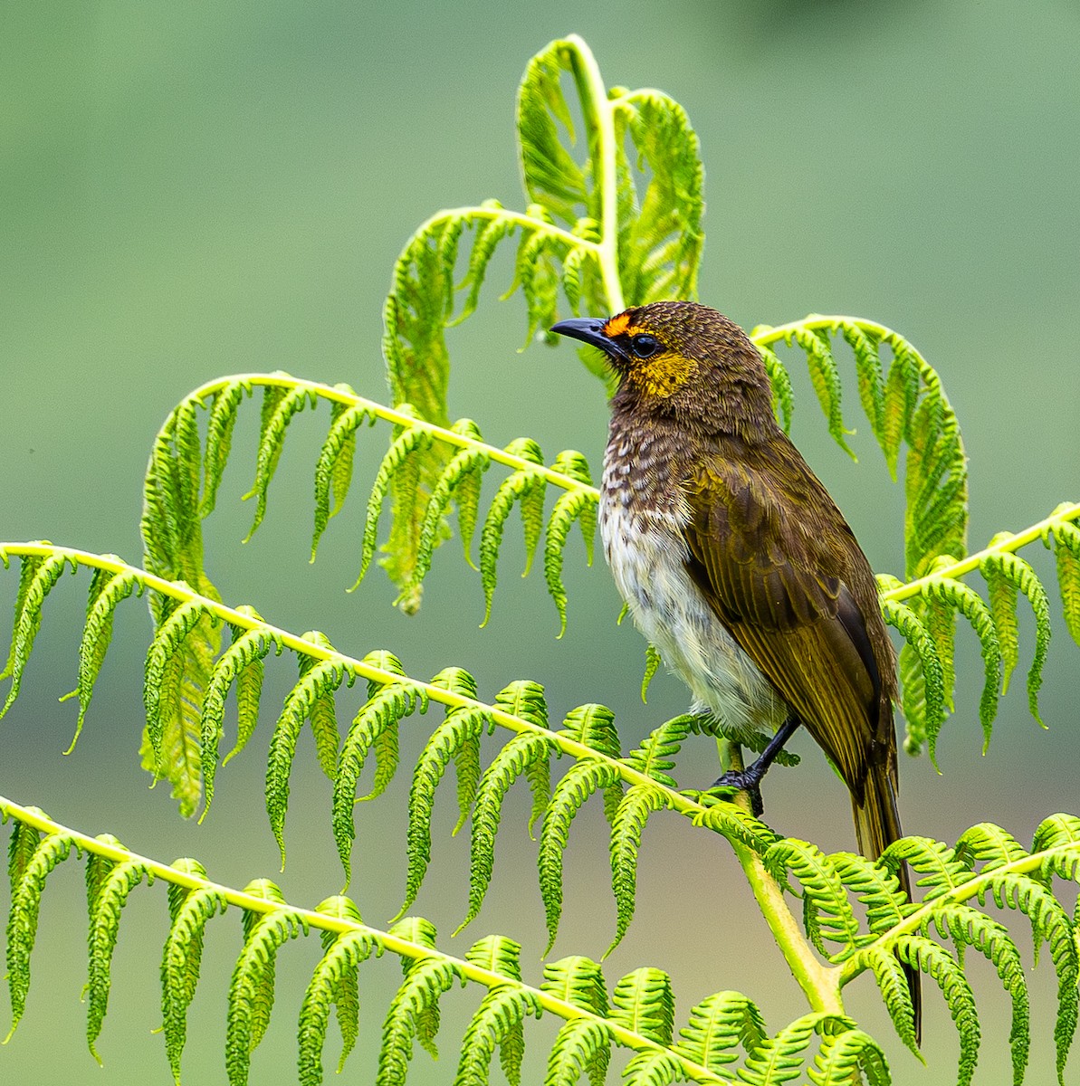 Orange-spotted Bulbul - ML646975124