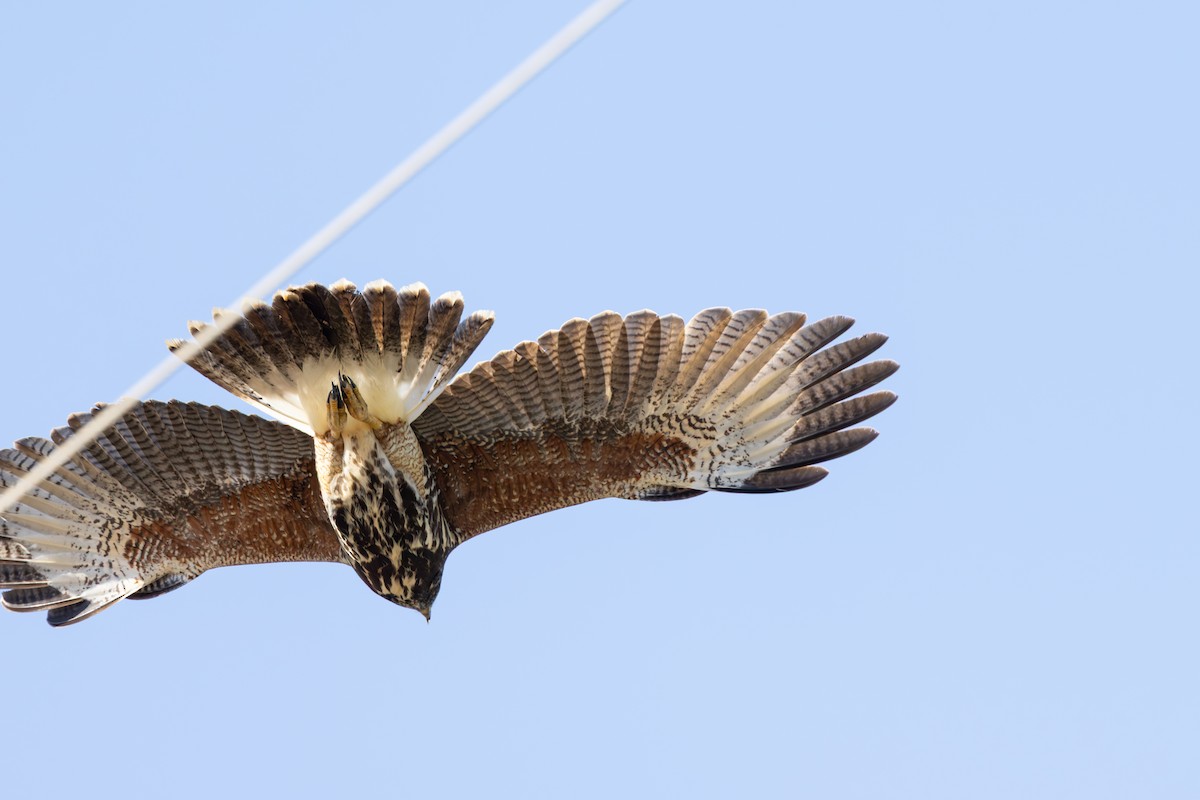 Harris's Hawk - ML646975126