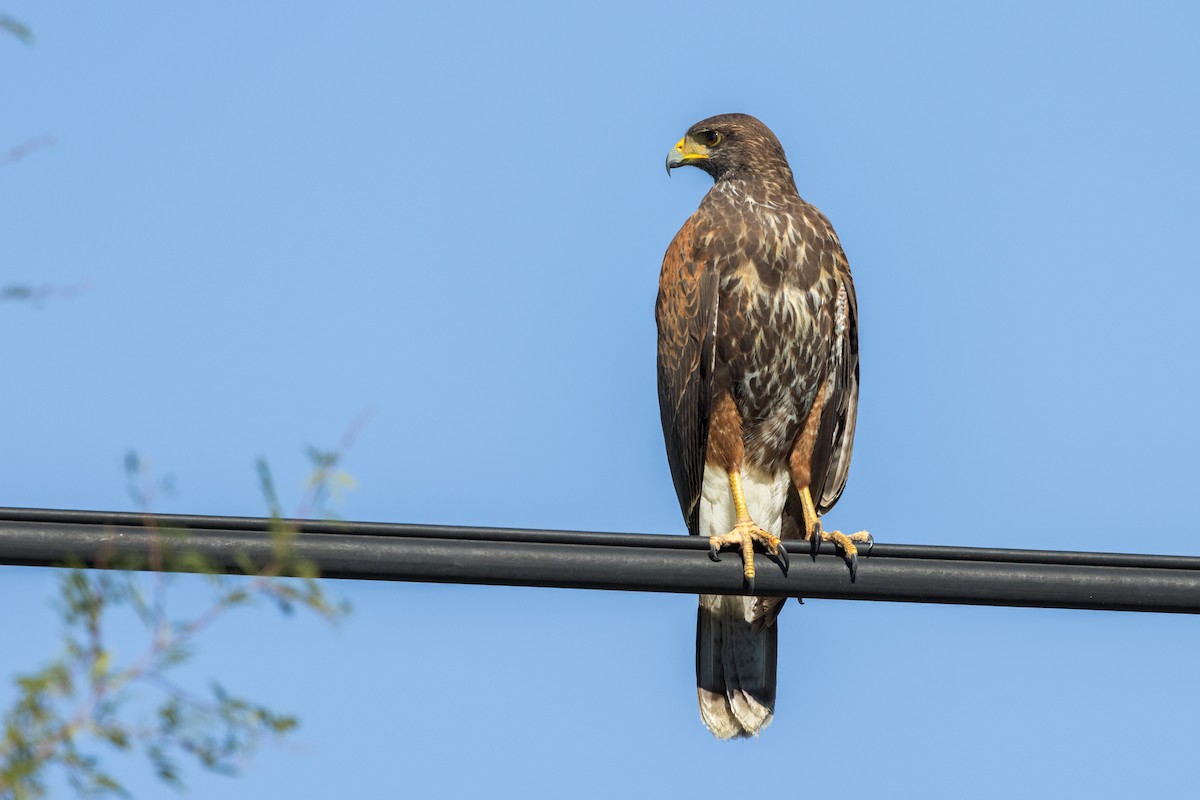 Harris's Hawk - ML646975127