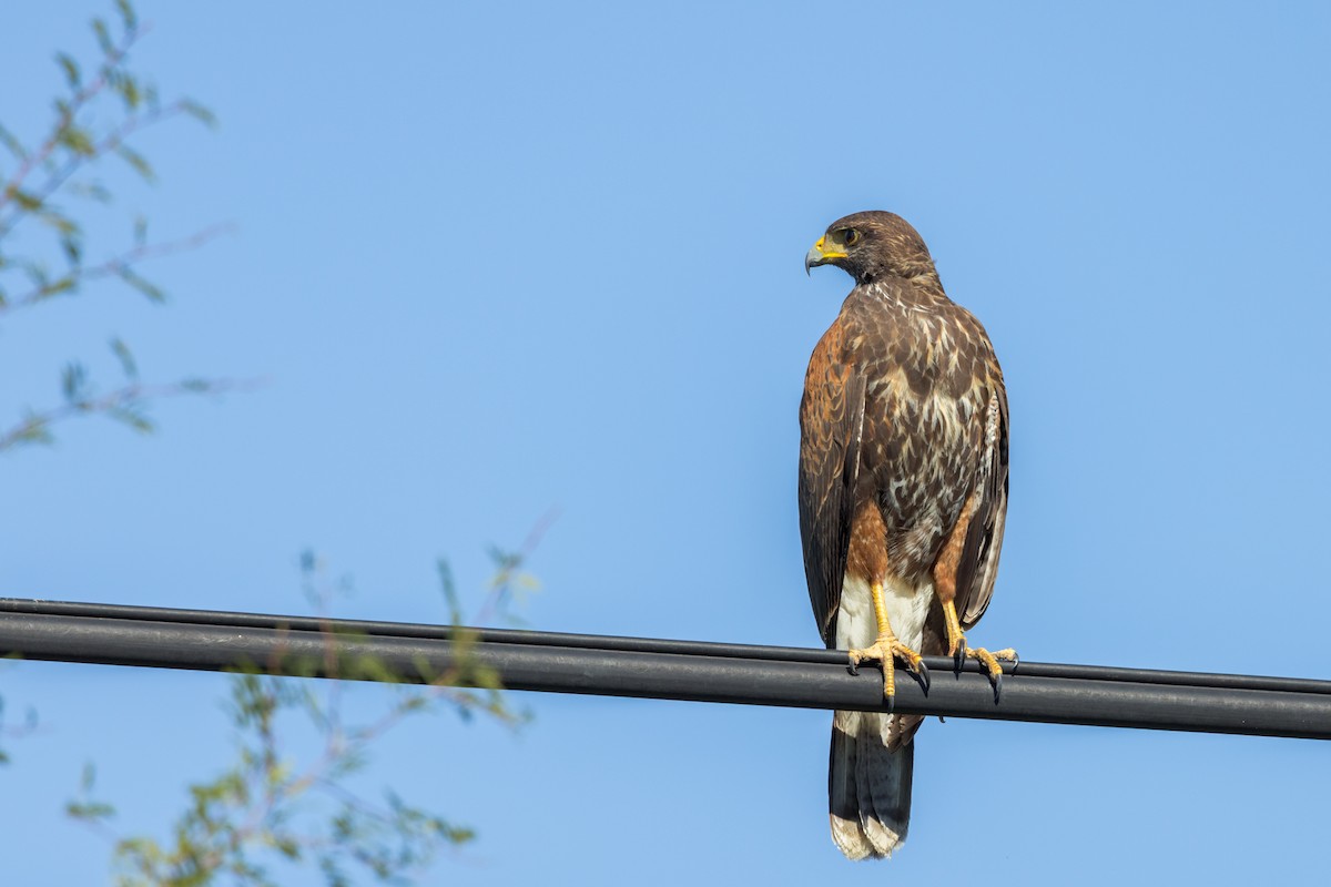 Harris's Hawk - ML646975129