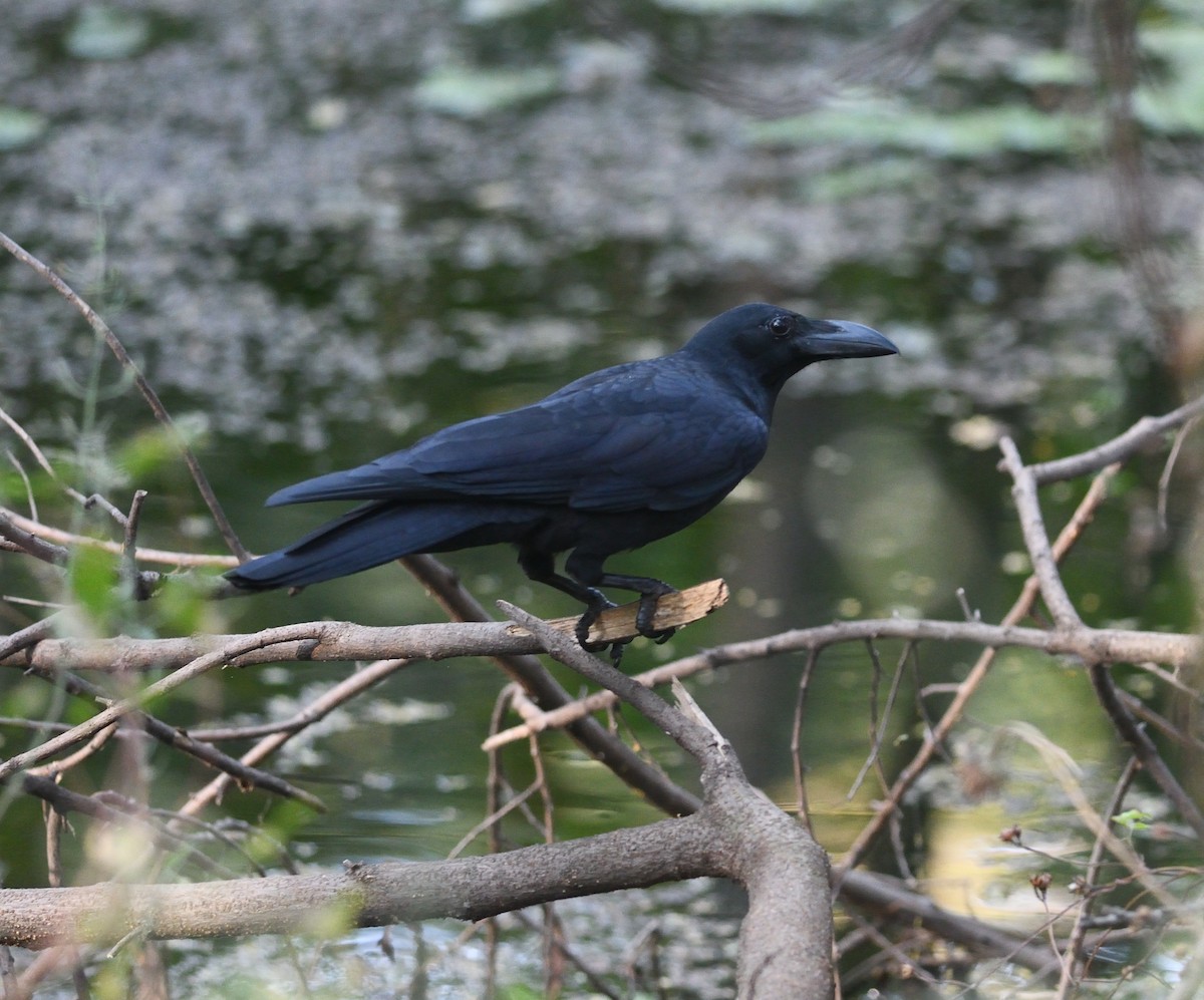 Large-billed Crow - ML646975130
