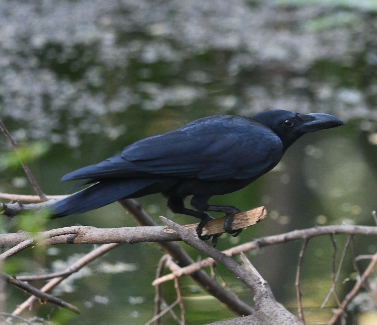 Large-billed Crow - ML646975131