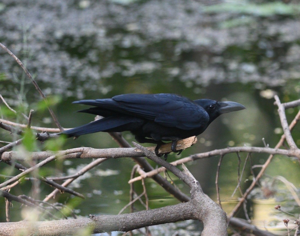 Large-billed Crow - ML646975132
