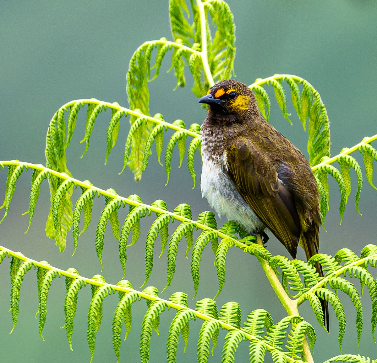 Orange-spotted Bulbul - ML646975133