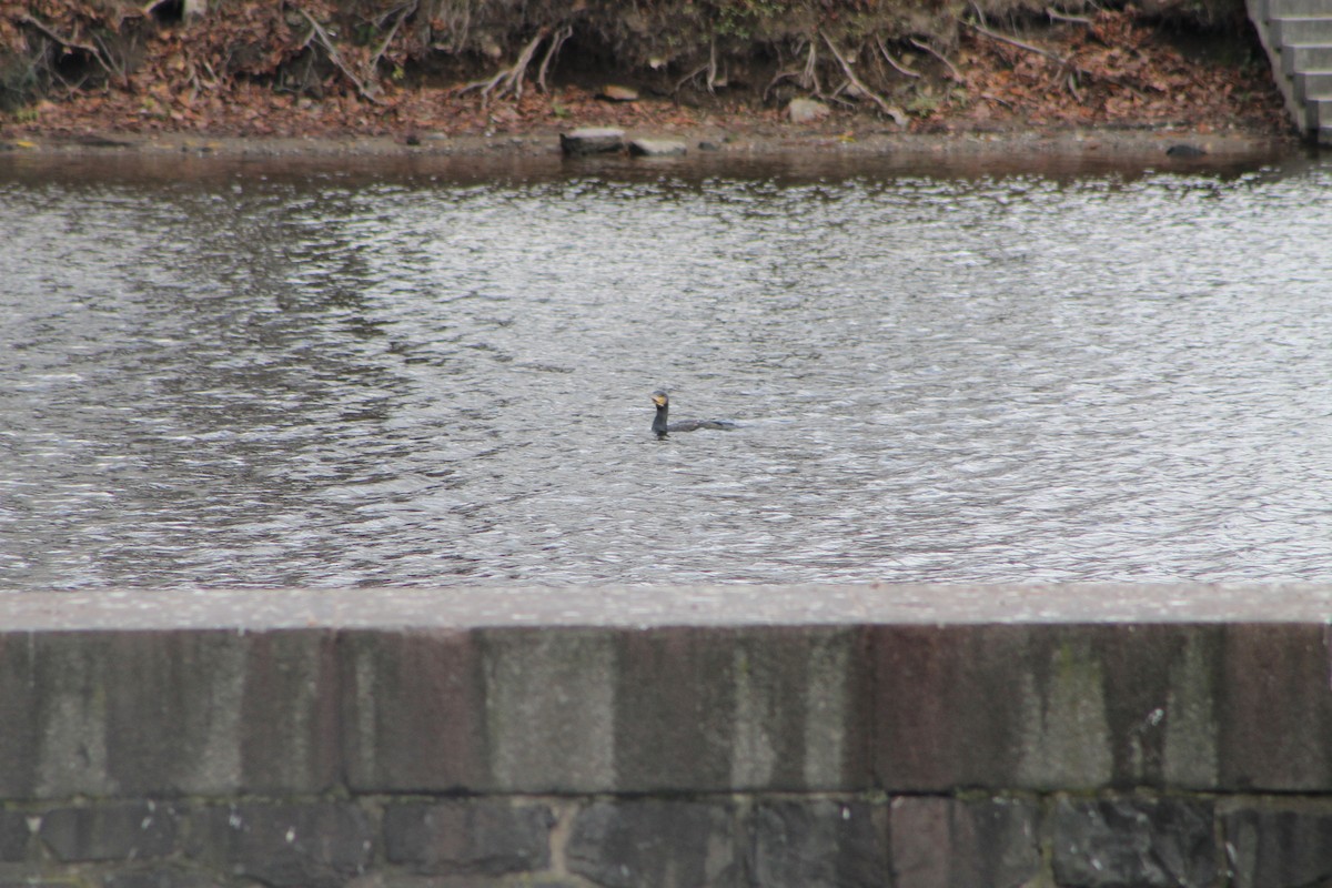 Great Cormorant - ML646975134
