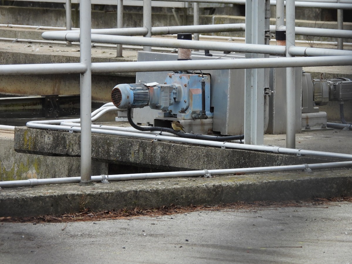 lesňáček bažinný - ML646975135