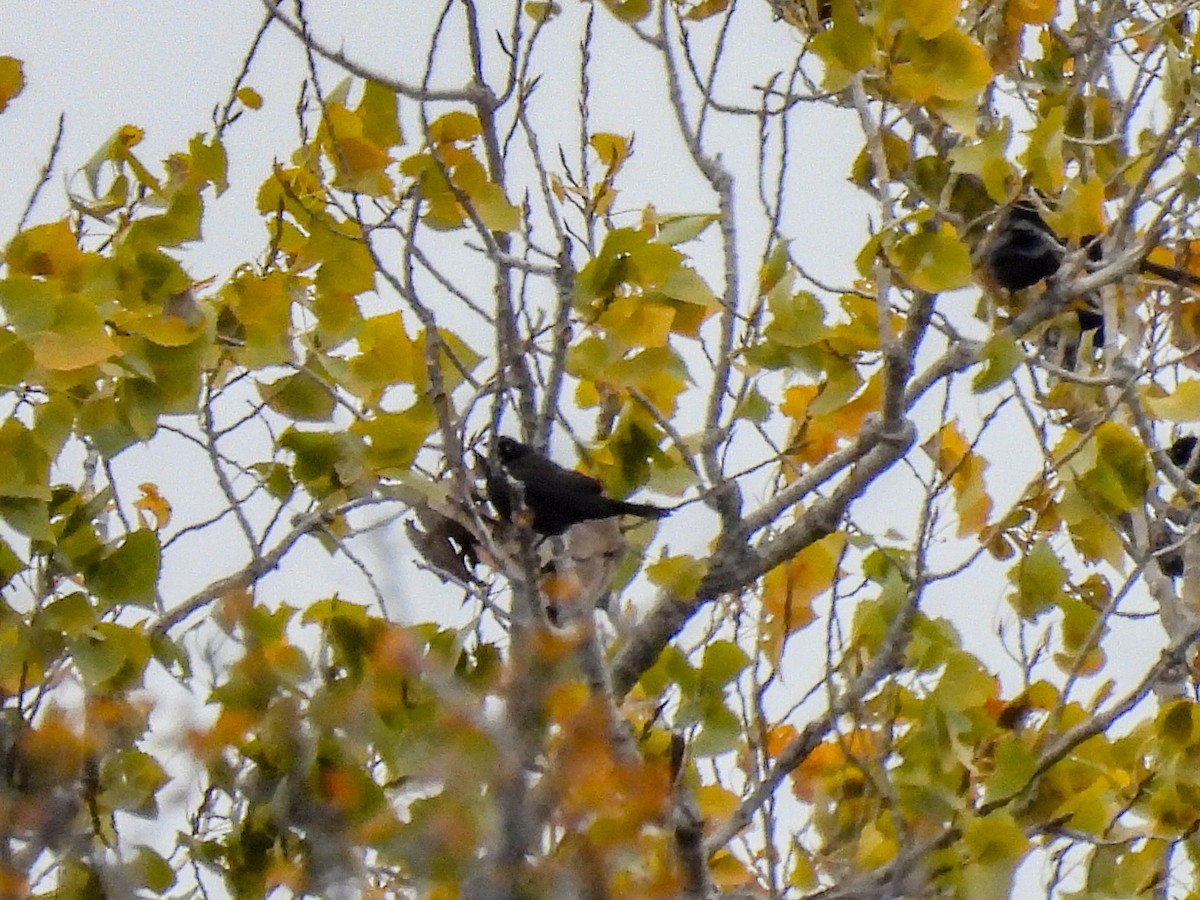 Brewer's Blackbird - ML646975137