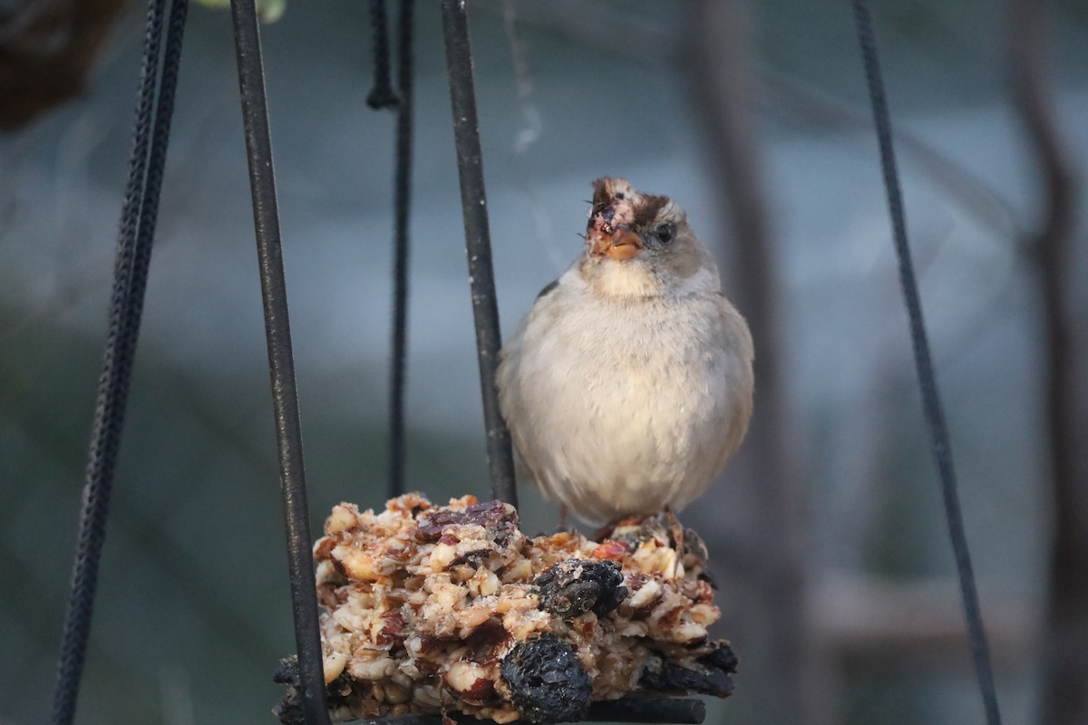 White-crowned Sparrow - ML646975138