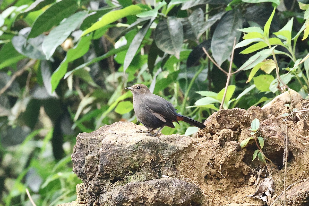 Indian Robin - ML646975139