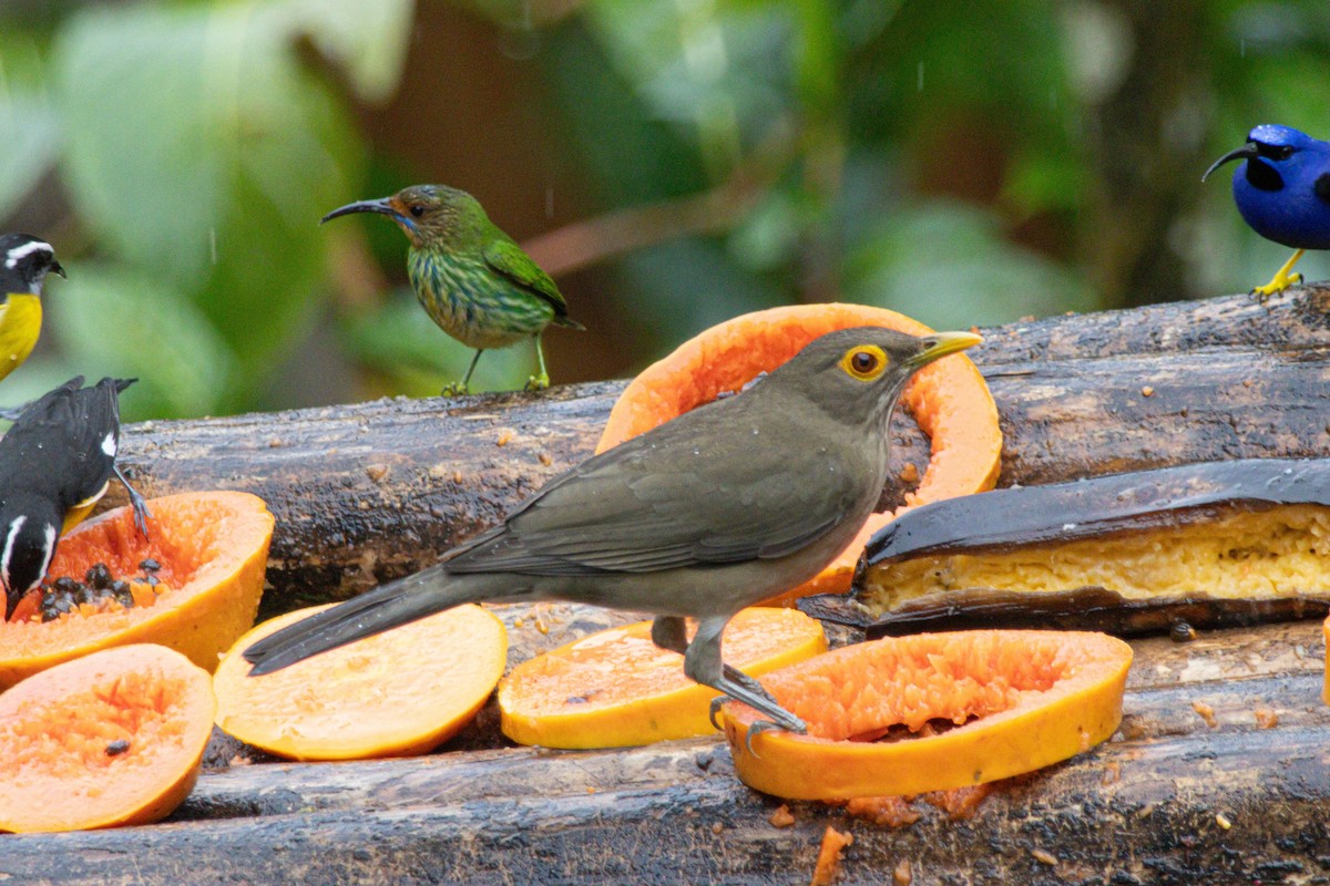 Spectacled Thrush - ML646975140