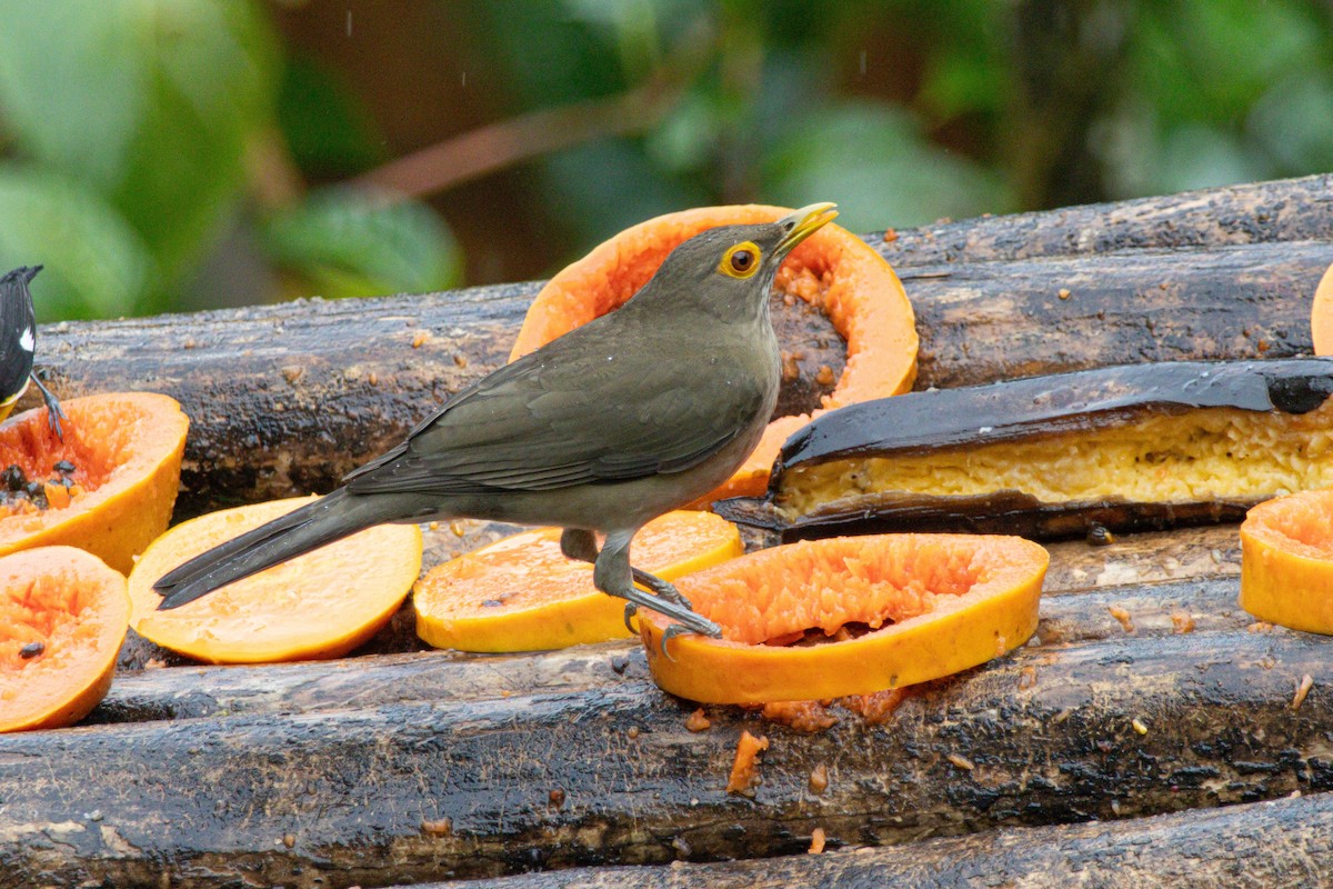 Spectacled Thrush - ML646975141