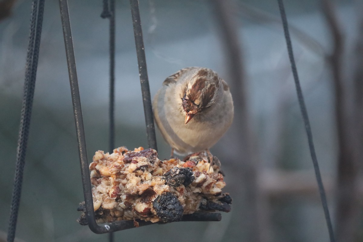 White-crowned Sparrow - ML646975142